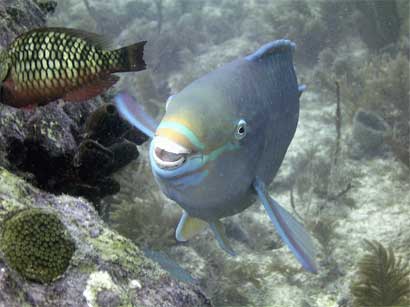 Award-winning parrotfish photo — USS Spiegel Grove 2003