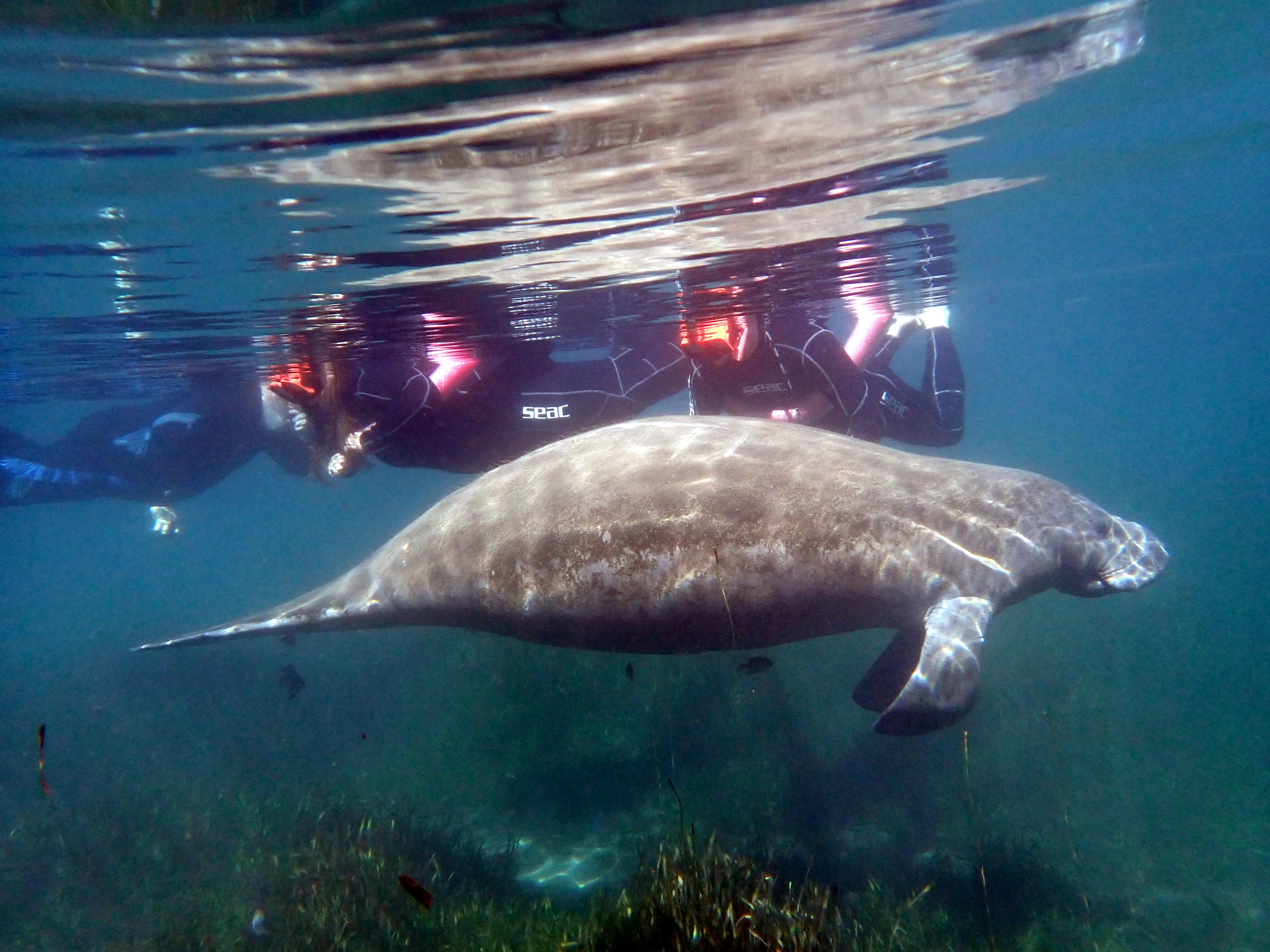 Barrett swimming alongside a manatee in crystal clear water