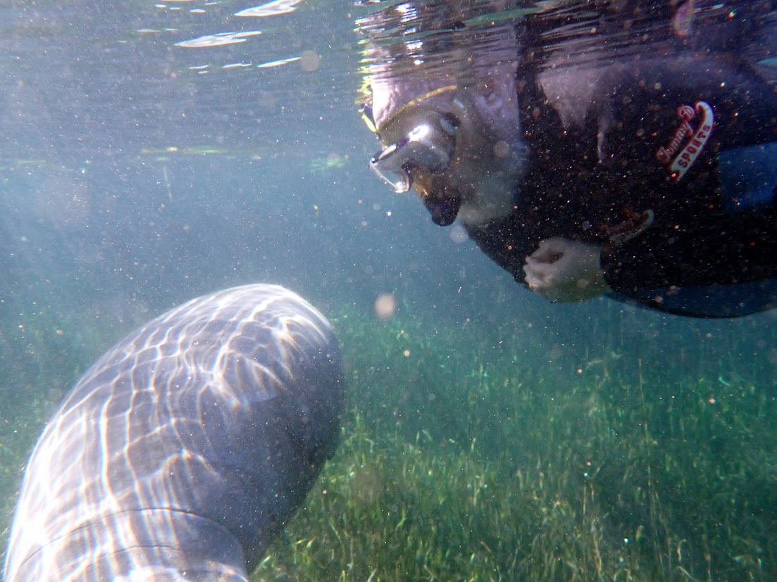 Barrett with a manatee