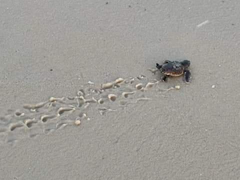 Sea turtle hatchlings making their way to the Gulf