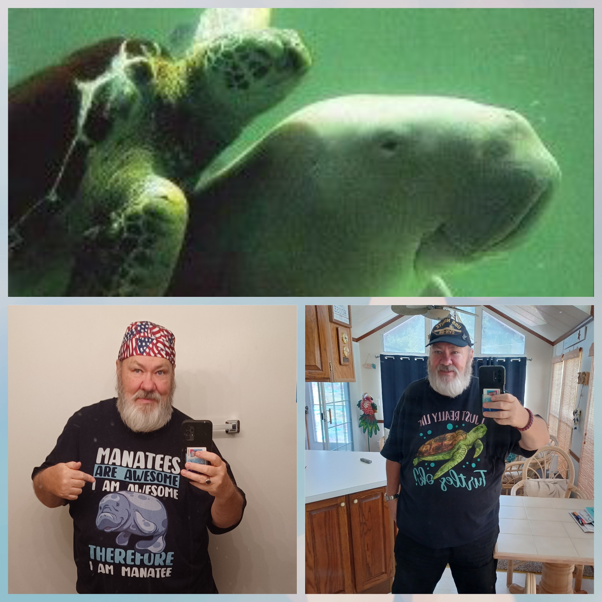 A sea turtle and a manatee sharing the same water