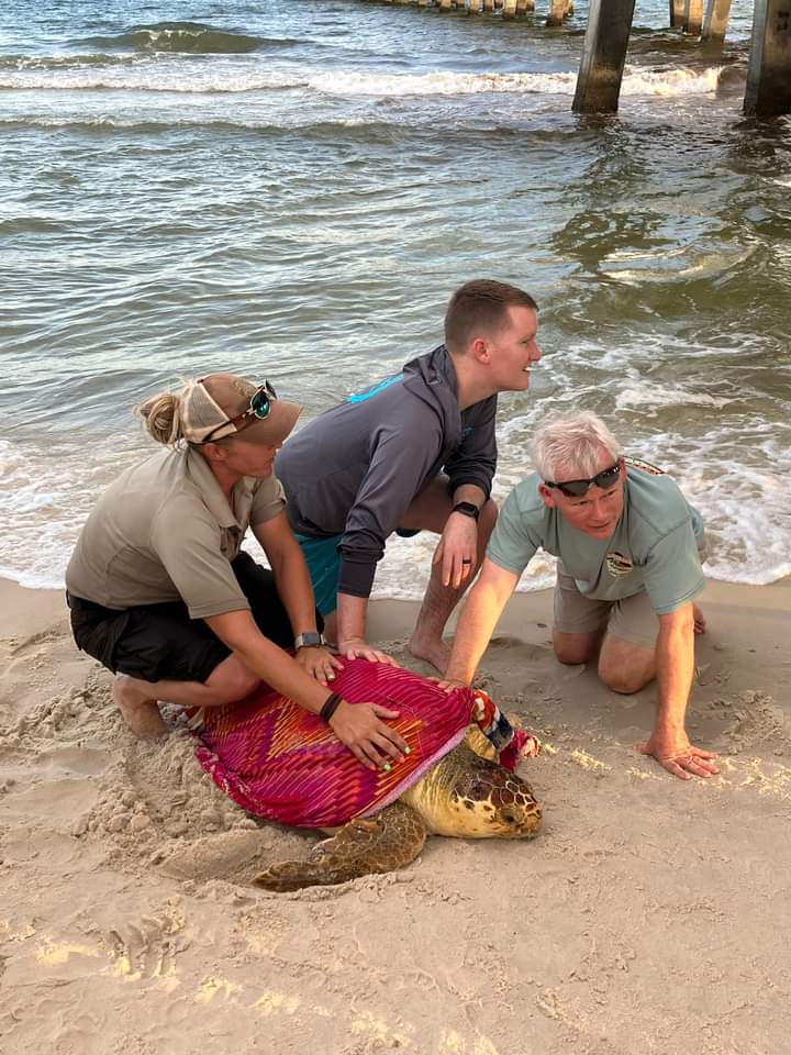 Sea turtles on the Alabama Gulf Coast